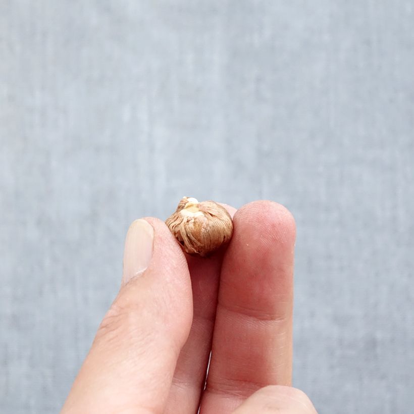 Crocus tommasinianus Barrs Purple - Early Crocus Bulb size 5+ sample as delivered in autumn