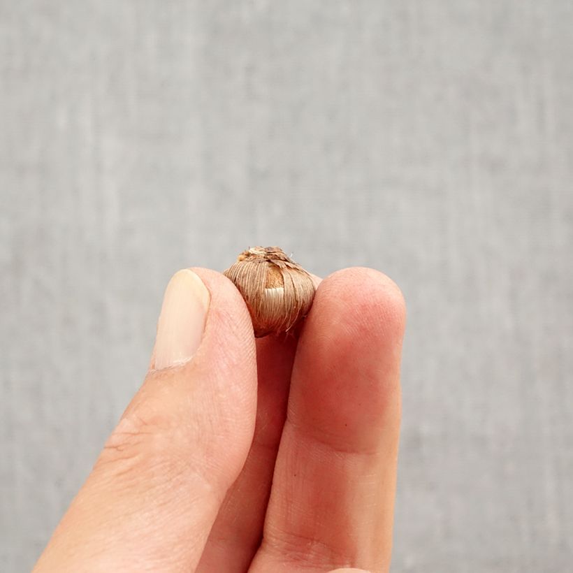 Crocus versicolor Picturatus Bulb size 5+ sample as delivered in autumn