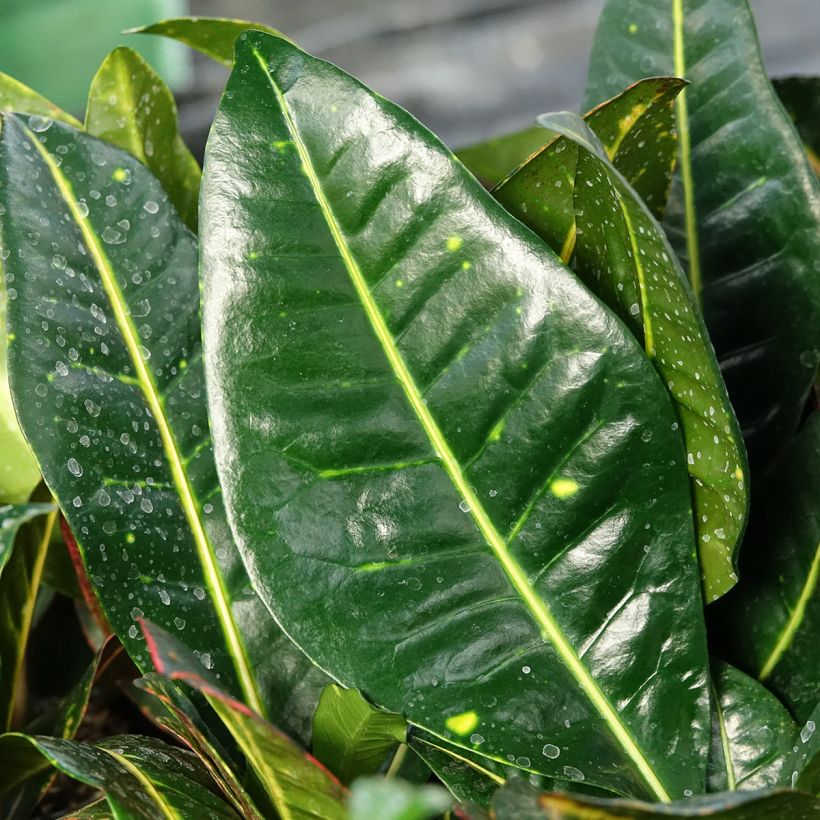 Codiaeum variegatum var. pictum Petra - Croton (Foliage)