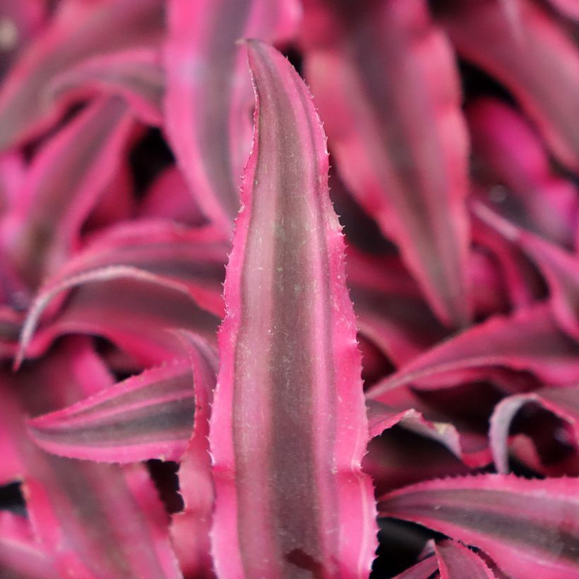Cryptanthus bivittatus Super Pink - Earth star (Foliage)