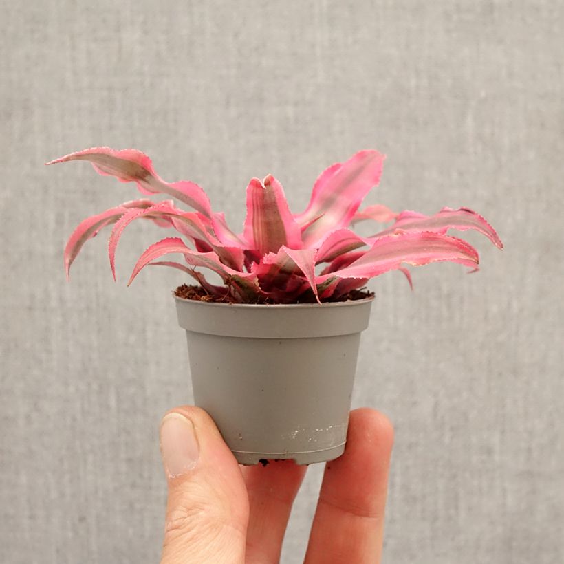 Cryptanthus bivittatus Super Pink - Earth star mini plant sample as delivered in spring