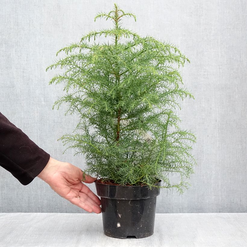 Cryptomeria japonica Elegans Viridis 2L/3L pot sample as delivered in autumn