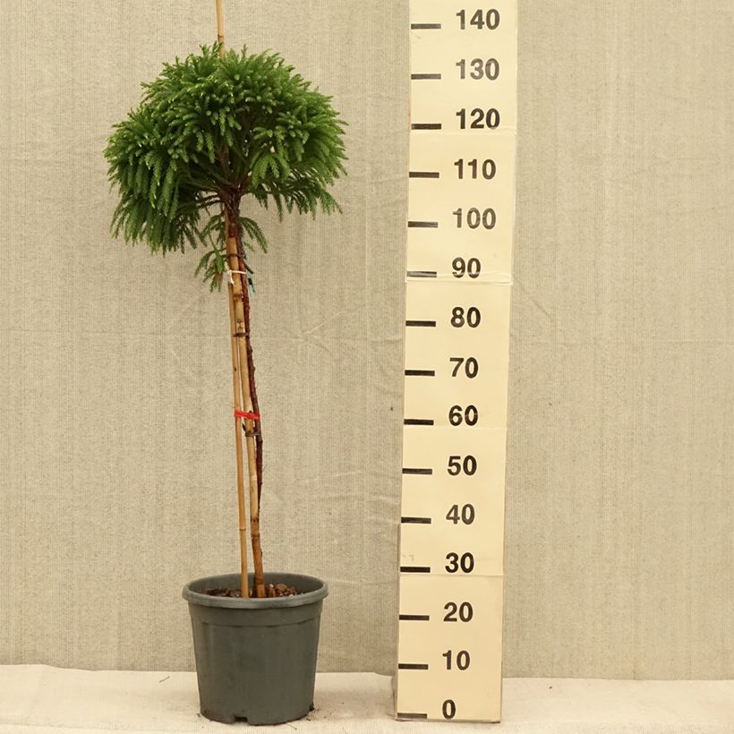 Cryptomeria japonica Globosa Nana 7.5L/10L pot sample as delivered in autumn