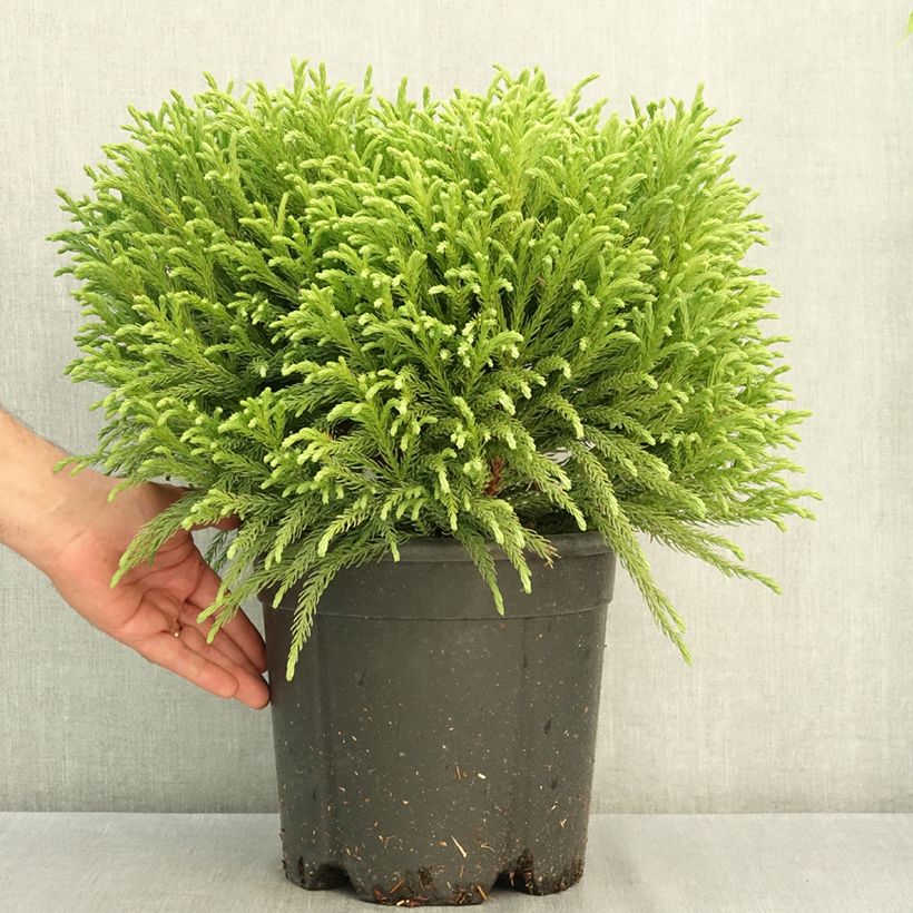 Cryptomeria japonica Globosa Nana 7.5L/10L pot sample as delivered in summer