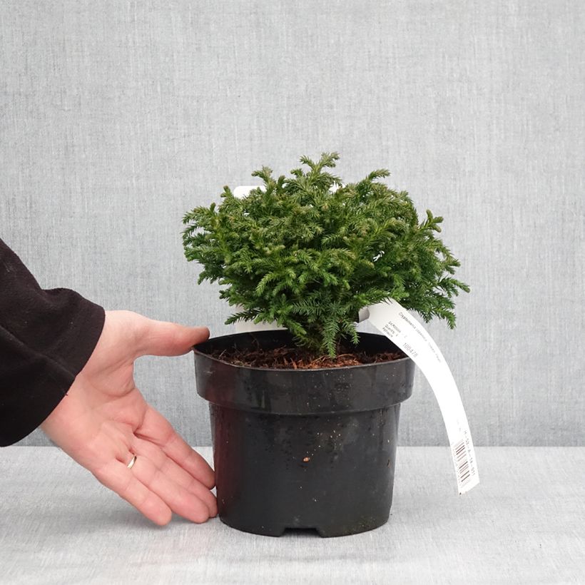 Cryptomeria japonica Green Pearl 2L/3L pot sample as delivered in winter