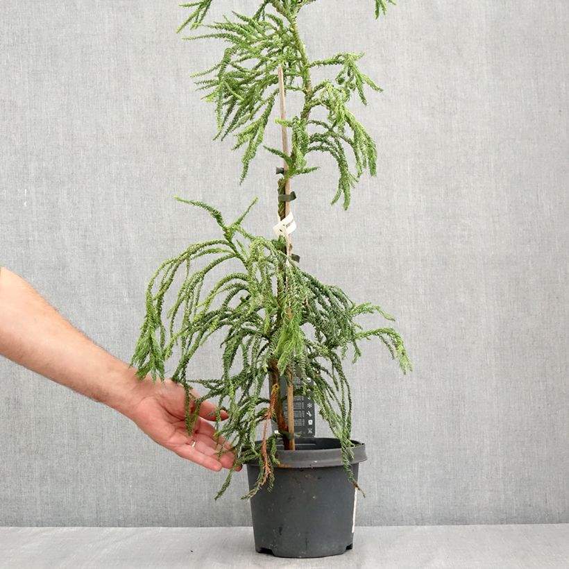 Cryptomeria japonica Kyara Gold - Japanese cedar 3L/4L pot sample as delivered in summer
