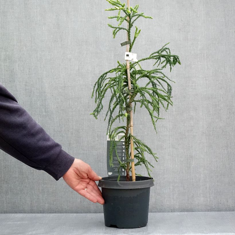 Cryptomeria japonica Kyara Gold - Japanese cedar 3L/4L pot sample as delivered in spring