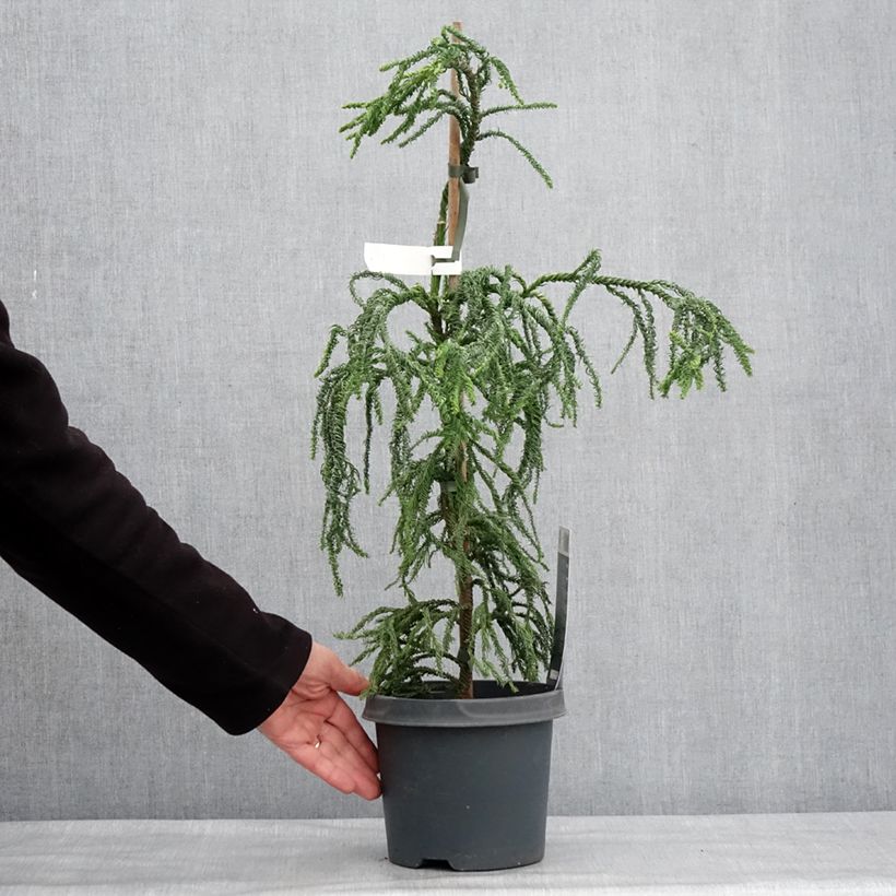 Cryptomeria japonica Kyara Gold - Japanese cedar 3L/4L pot sample as delivered in winter