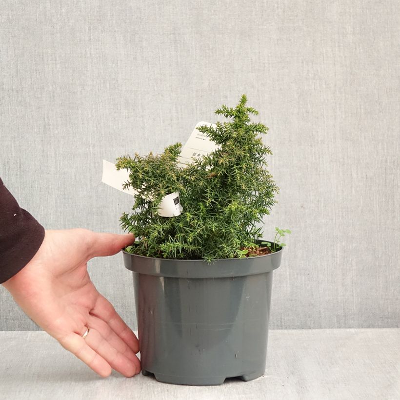 Cryptomeria japonica Yokohama 2L/3L pot sample as delivered in autumn