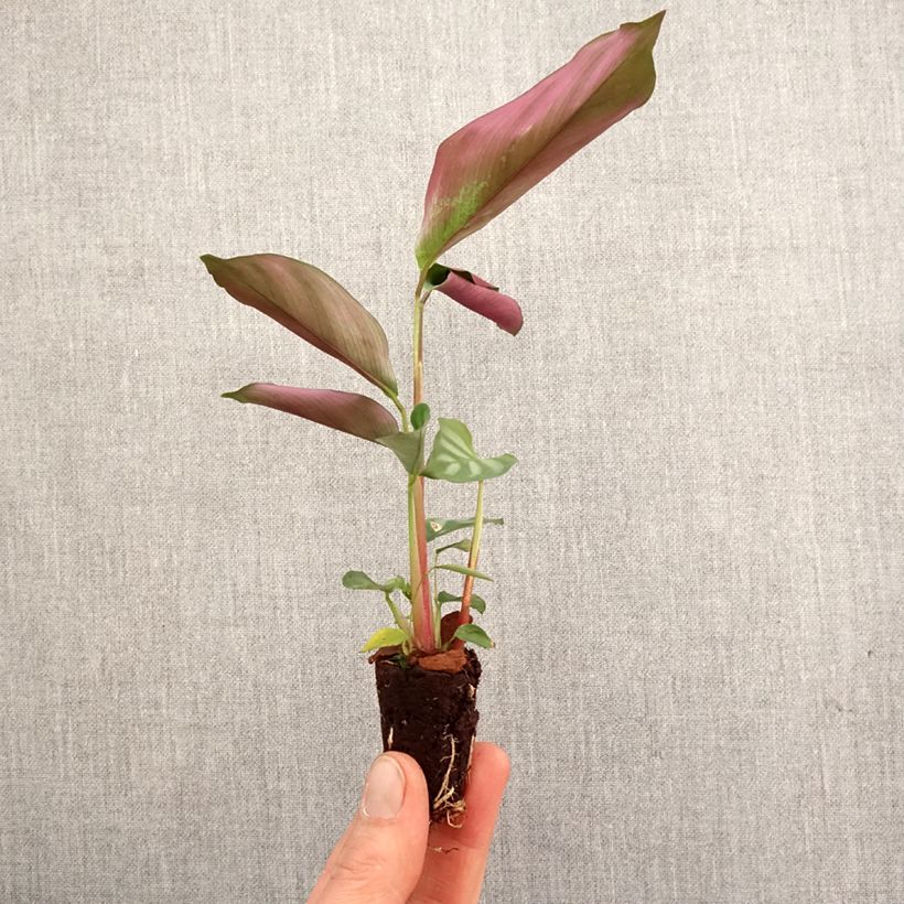 Ctenanthe oppenheimiana - Never-never plant Mini-plante sample as delivered in spring