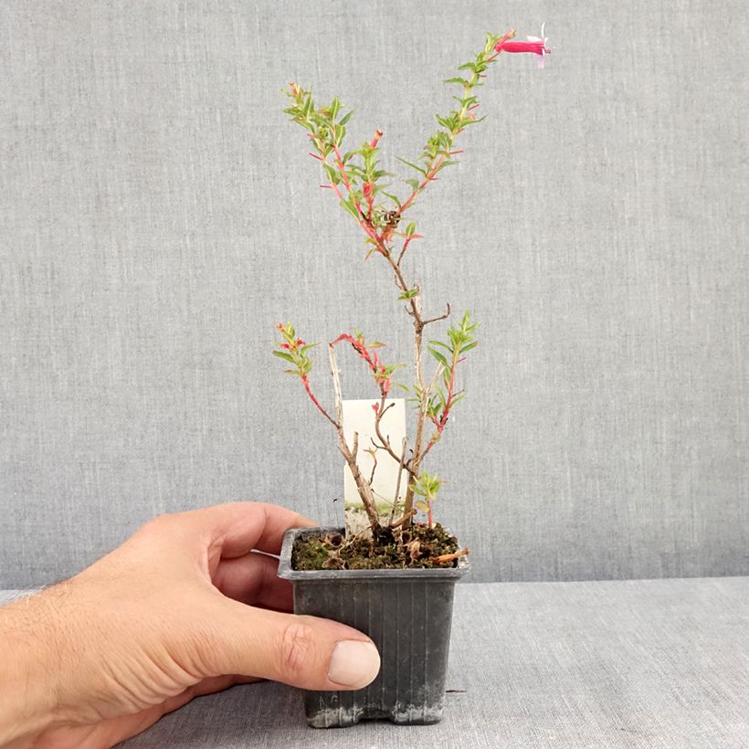 Cuphea Twinkle Pink 8/9 cm pot sample as delivered in summer
