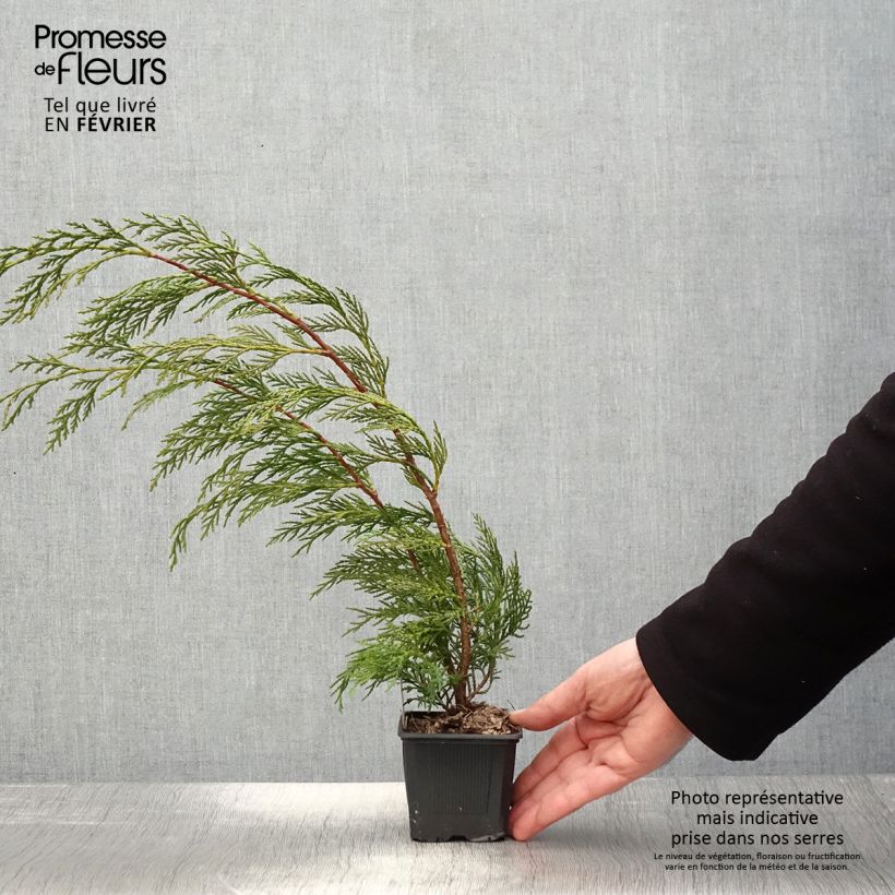 Cupressocyparis Leylandii 2001 - Leyland Cypress 8/9 cm pot sample as delivered in winter