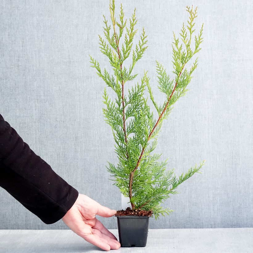 Cupressocyparis leylandii Oger 8/9 cm pot sample as delivered in winter