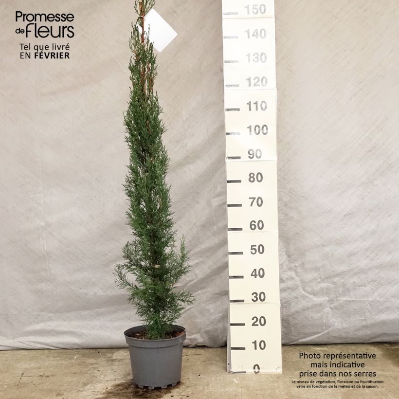 Cupressus sempervirens var. stricta 7.5L/10L pot sample as delivered in winter
