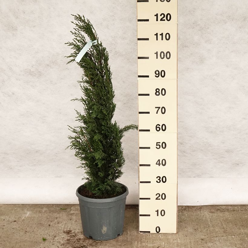Cupressus sempervirens var. stricta 7.5L/10L pot sample as delivered in spring