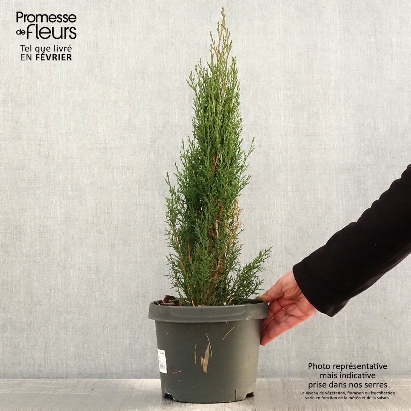 Cupressus sempervirens Totem - Florence Cypress 4L/5L pot sample as delivered in winter