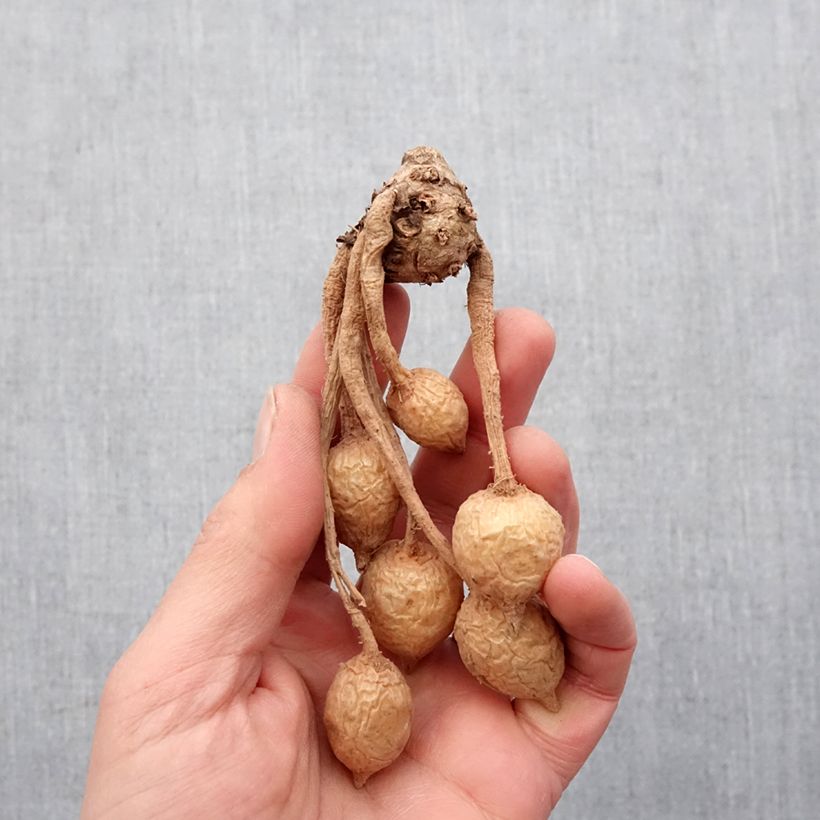 Curcuma alismatifolia Pink - Siam Tulip Bulb size I sample as delivered in spring