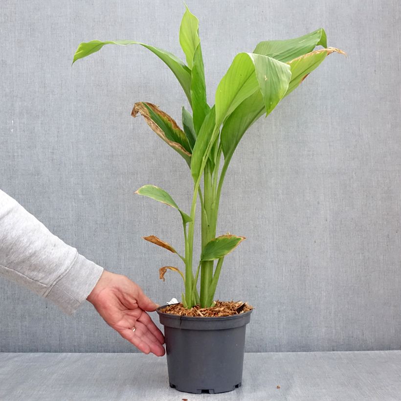 Curcuma longa - Common Turmeric 2L/3L pot sample as delivered in autumn