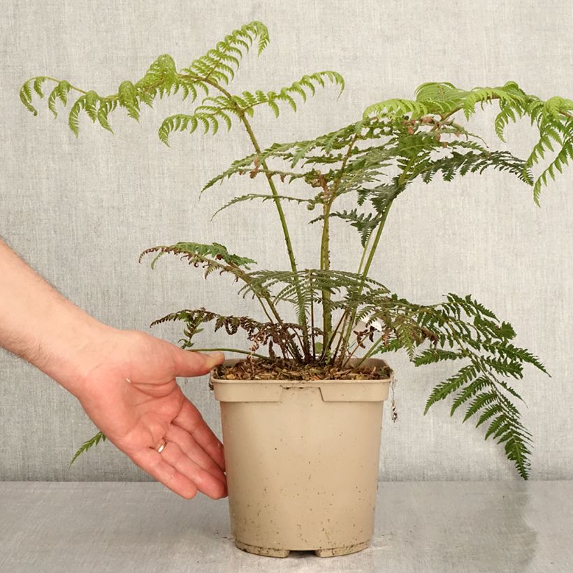 Cyathea dealbata - Silver Tree Fern 2L/3L pot sample as delivered in spring