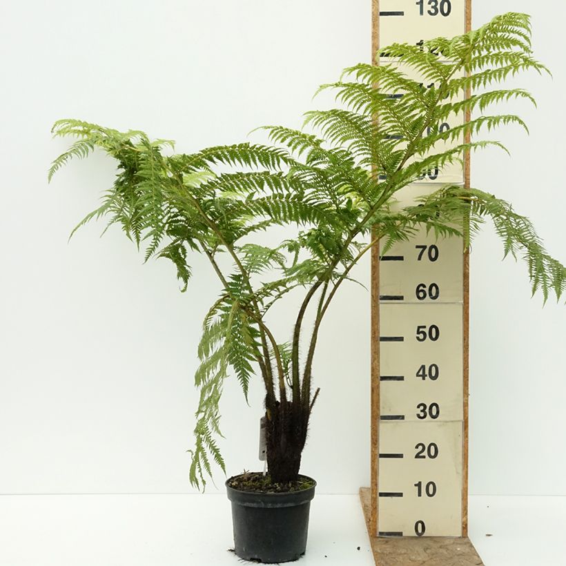 Cyathea lunulata - Tree fern 4L/5L pot sample as delivered in summer