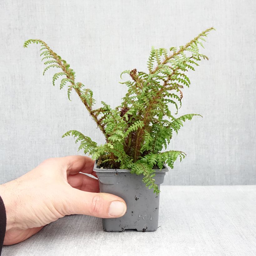 Cyathea tomentosissima - Tree fern 8/9 cm pot sample as delivered in autumn