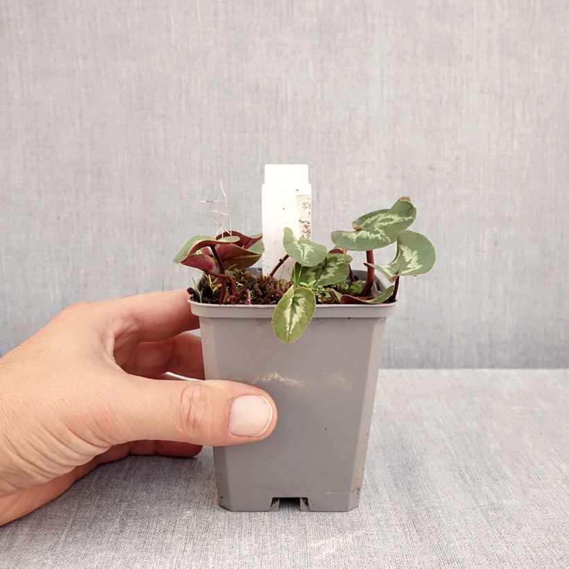 Pink-flowered Cyclamen coum with marbled foliage - Eastern sowbread 8/9 cm pot sample as delivered in autumn