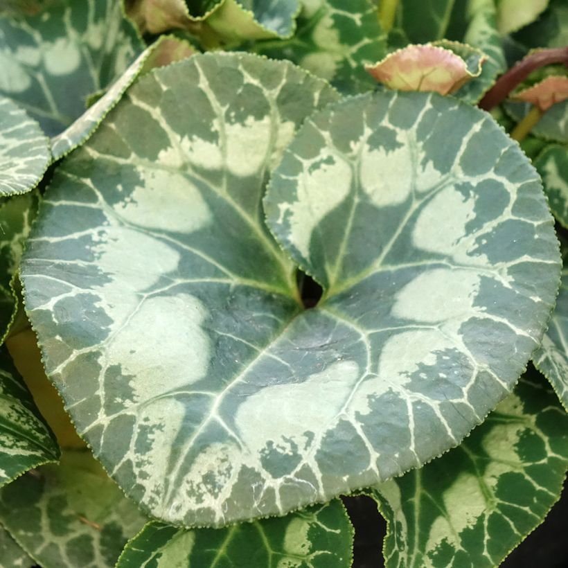 White Persian Cyclamen - Cyclamen persicum (Foliage)