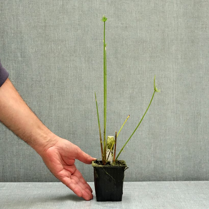 Cyperus haspan - Dwarf Papyrus 8/9 cm pot sample as delivered in summer