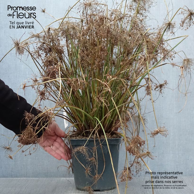 Cyperus papyrus Cleopatra - Papyrus 3L/4L pot sample as delivered in winter