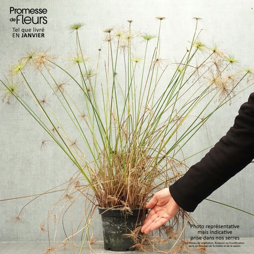 Cyperus prolifer 3L/4L pot sample as delivered in winter