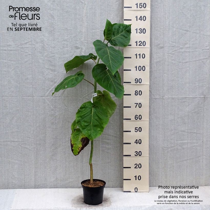 Cyphomandra betacea Red - Tamarillo 3L/4L pot sample as delivered in autumn
