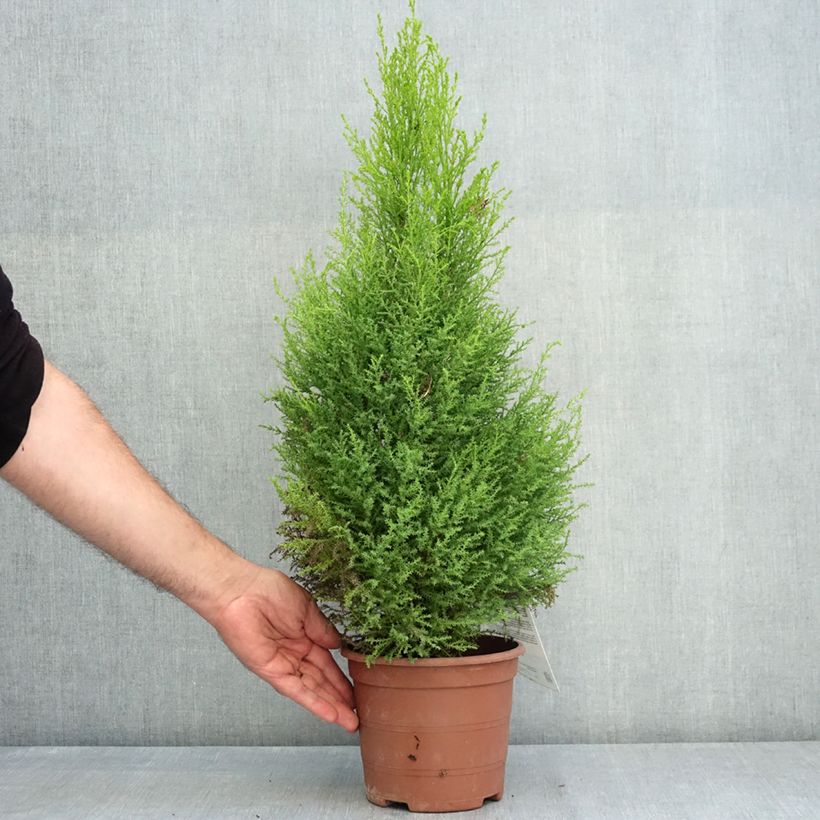 Monterey cypress Wilma - Cupressus macrocarpa 2L/3L pot sample as delivered in summer