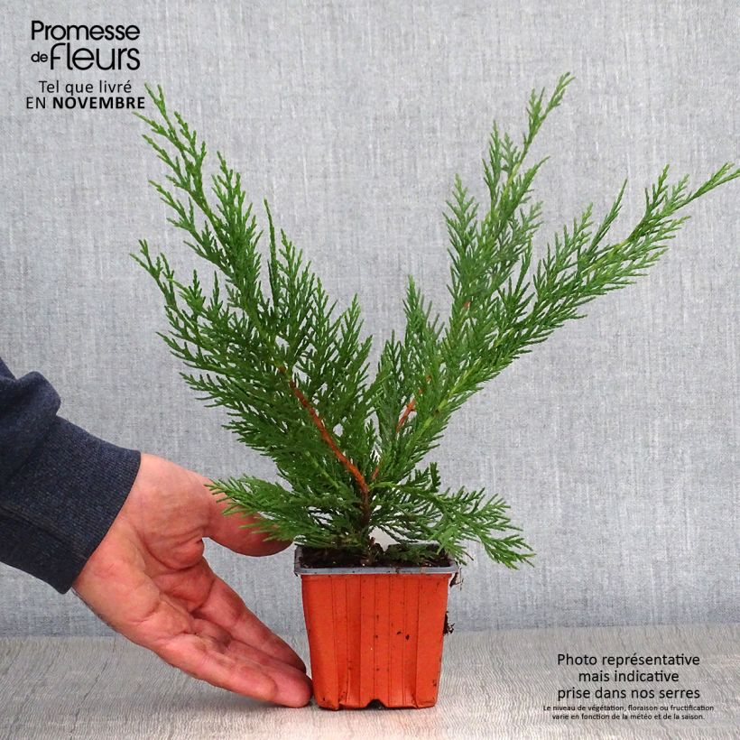 Leyland cypress - Cupressocyparis leylandii 8/9 cm pot sample as delivered in autumn