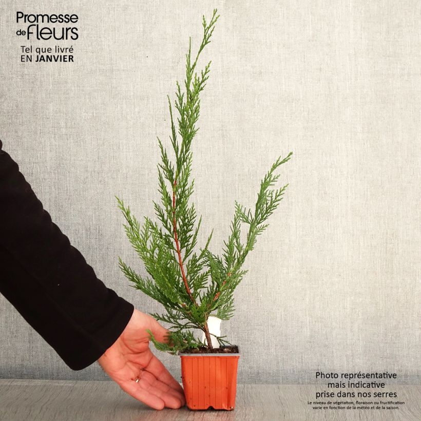 Leyland cypress - Cupressocyparis leylandii 8/9 cm pot sample as delivered in winter