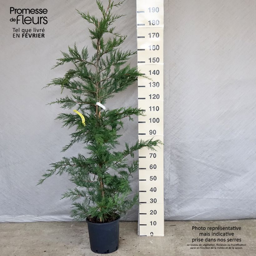 Leyland cypress - Cupressocyparis leylandii 6L/7L pot sample as delivered in winter