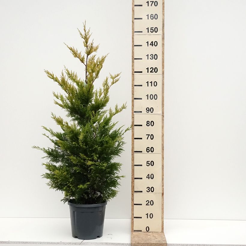 Cupressocyparis leylandii Gold Rider 6L/7L pot sample as delivered in winter