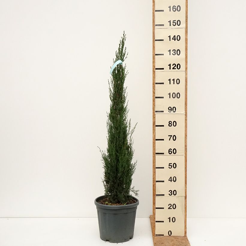 Provence Cypress - Cupressus sempervirens Pyramidalis 7.5L/10L pot sample as delivered in autumn
