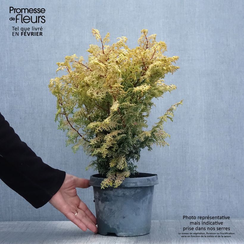 Chamaecyparis obtusa Lucas - Hinoki Cypress 2L/3L pot sample as delivered in winter
