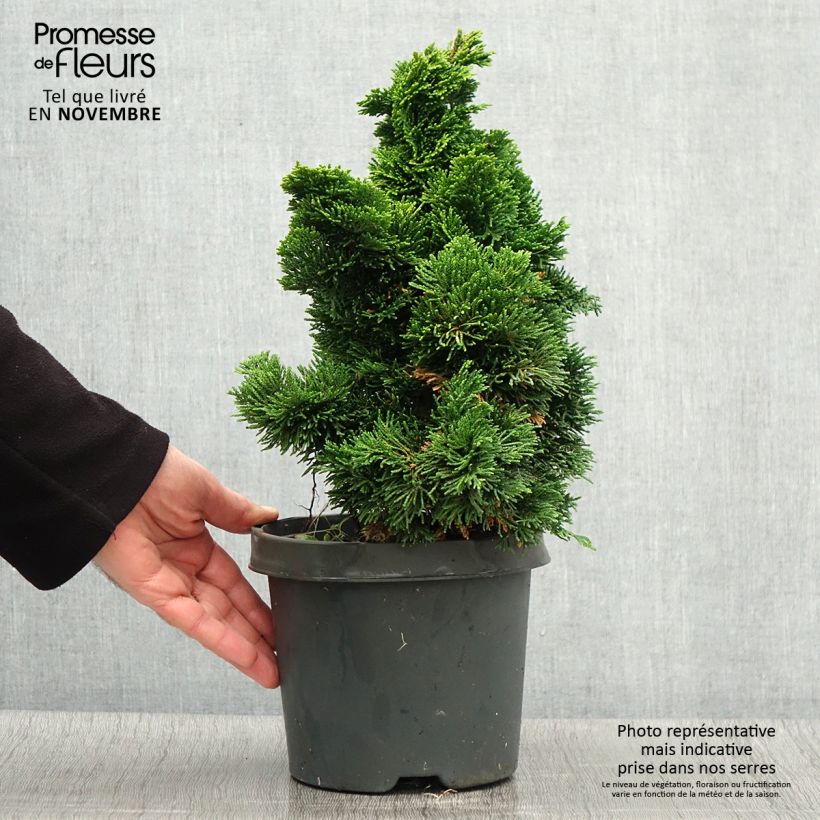 Chamaecyparis obtusa Nana Aurea - Hinoki Cypress 2L/3L pot sample as delivered in autumn