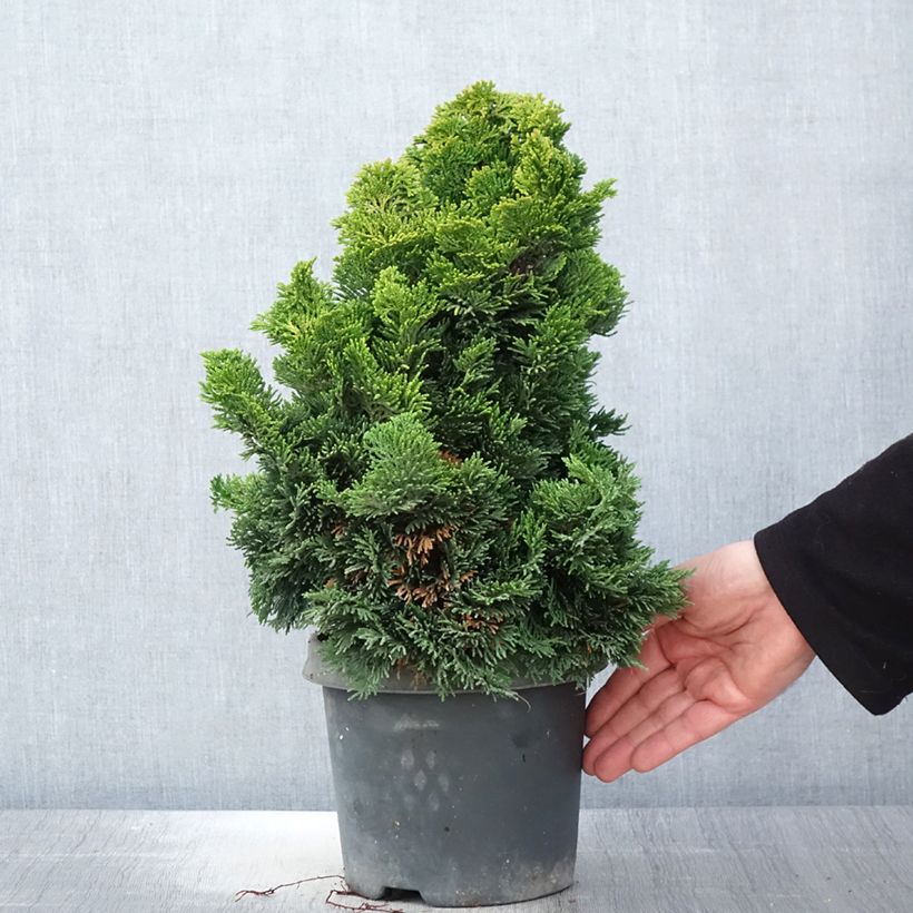 Chamaecyparis obtusa Nana Aurea - Hinoki Cypress 2L/3L pot sample as delivered in spring