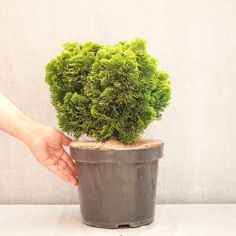 Chamaecyparis obtusa Nana Aurea - Hinoki Cypress 7.5L/10L pot, Standard sample as delivered in summer