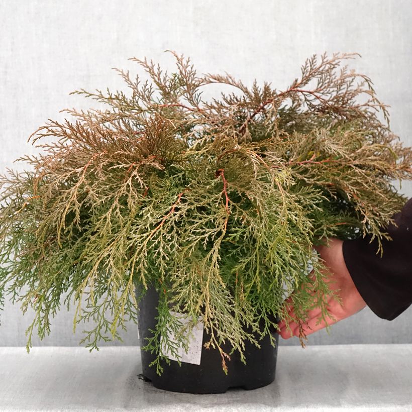Creeping Siberian Cypress - Microbiota decussata 7.5L/10L pot sample as delivered in autumn