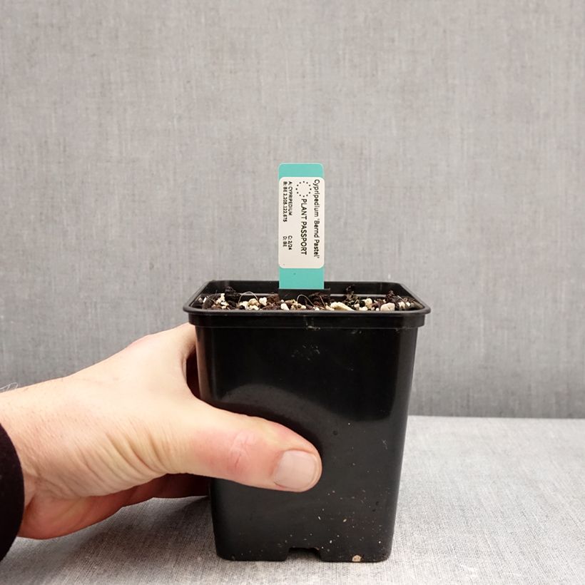 Cypripedium Bernd Pastel - Lady Slipper Orchid 1L/1.5L pot sample as delivered in winter