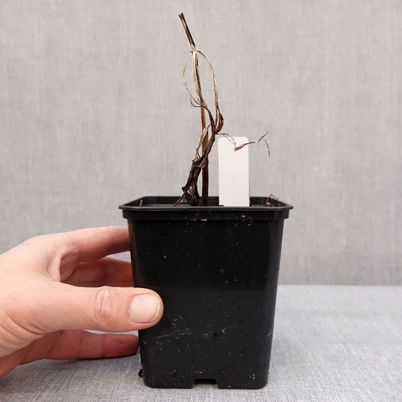 Cypripedium Emil  1L/1.5L pot sample as delivered in winter