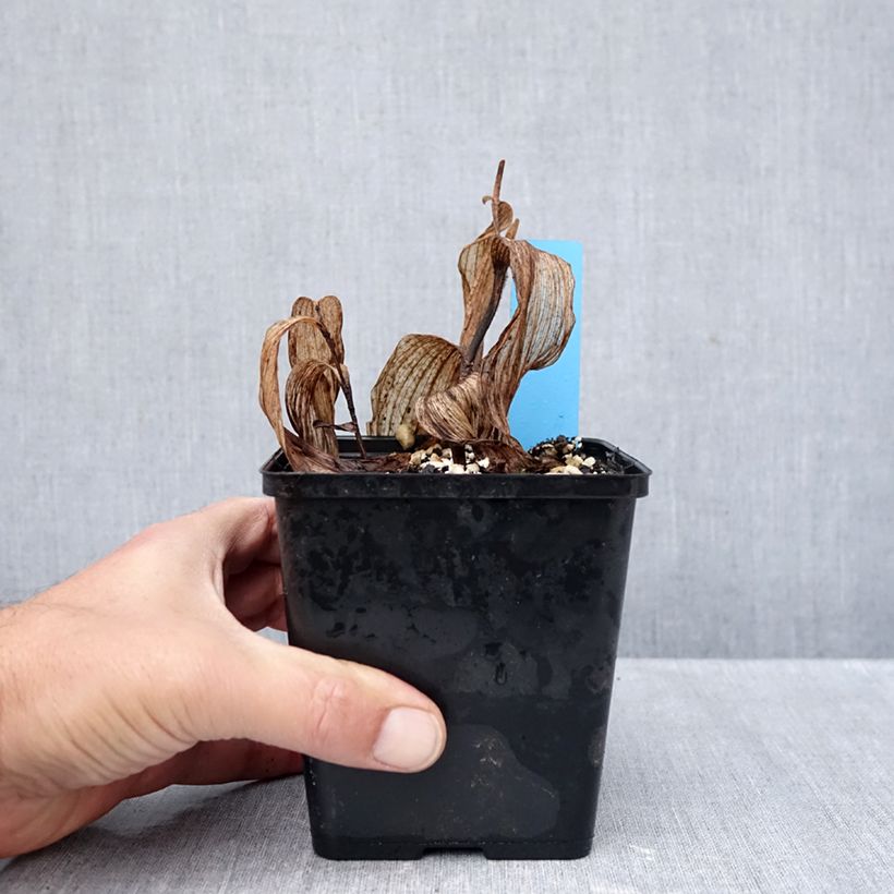 Cypripedium Gisella - Lady Slipper Orchid 1L/1.5L pot sample as delivered in autumn