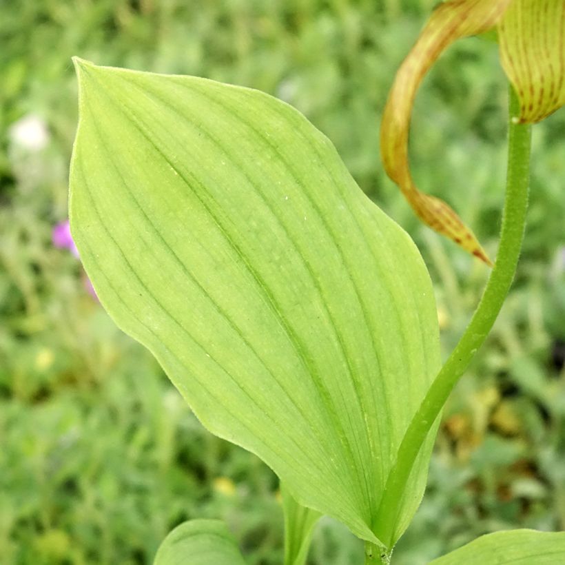 Cypripedium Inge - Lady Slipper Orchid (Foliage)