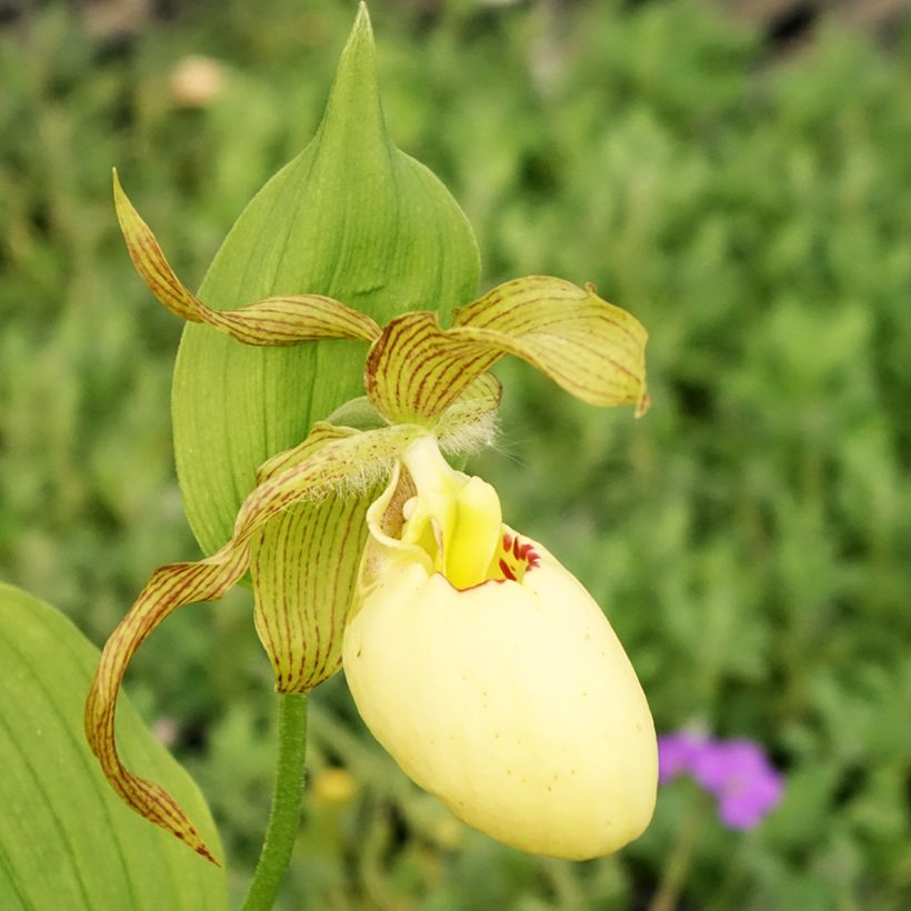 Cypripedium Inge - Lady Slipper Orchid (Flowering)
