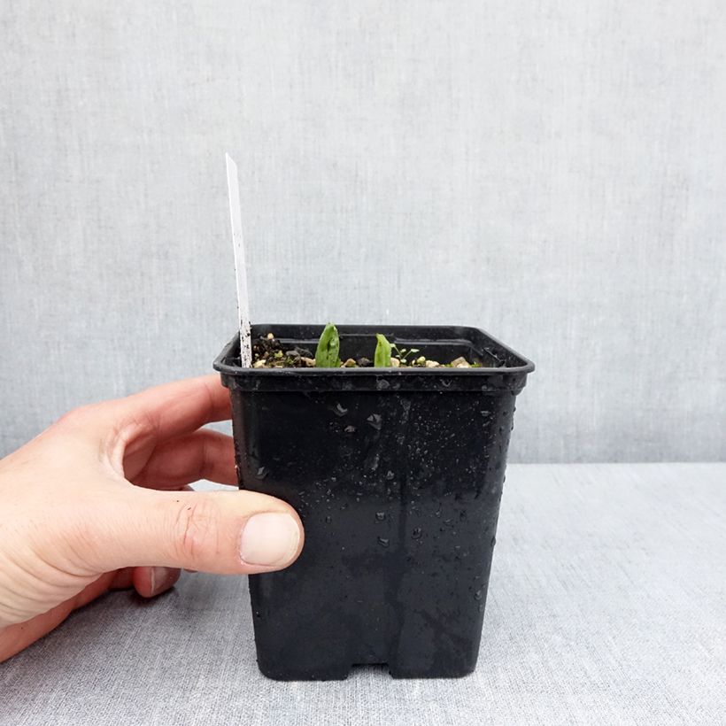 Cypripedium parviflorum var. pubescens  - Lady Slipper Orchid 1L/1.5L pot sample as delivered in spring