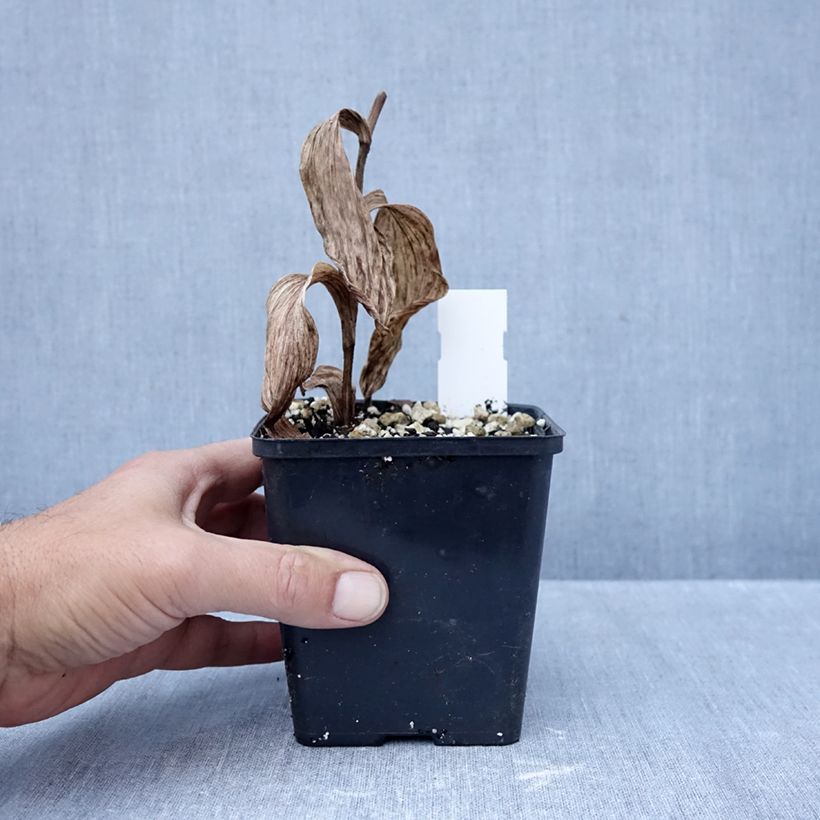 Cypripedium Philipp - Lady Slipper Orchid 1L/1.5L pot sample as delivered in autumn