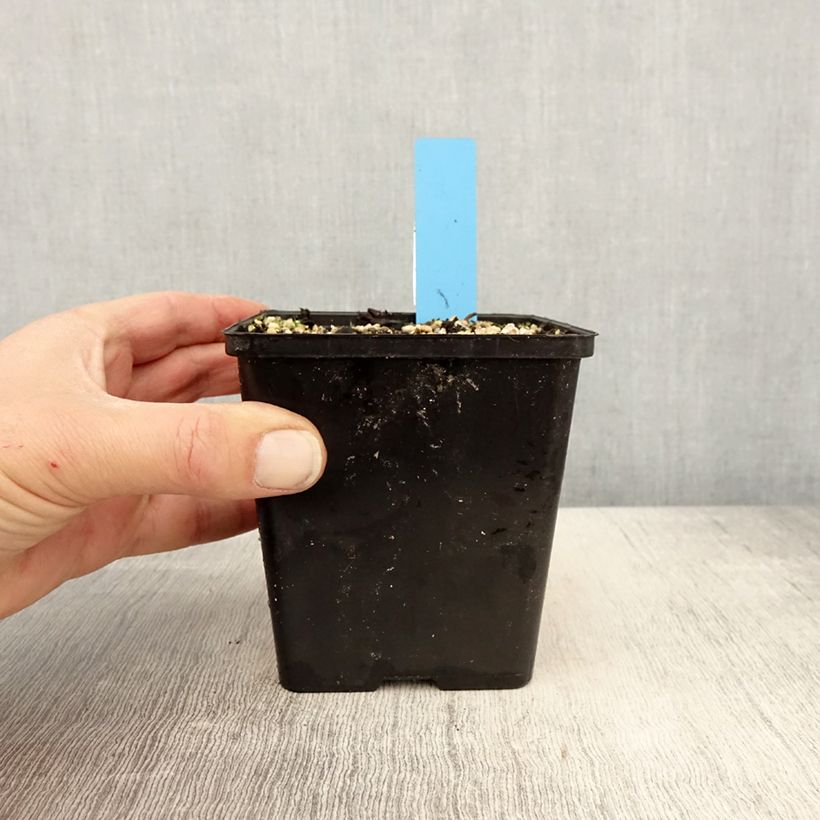 Cypripedium reginae 1L/1.5L pot sample as delivered in spring